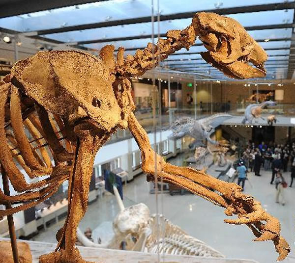 美国洛杉矶县自然历史博物馆一件北美地懒化石