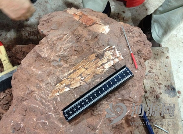 ������Ѯ���ֵ�������ο�����ʯ��Ϊ���������Ĳ����߹ǡ�