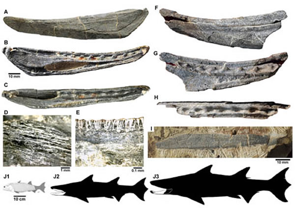 钝齿宏颌鱼(Megamastax amblyodus)化石标本(Brian Choo供图)