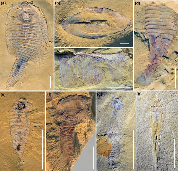 5.3����ǰ�����ﻯʯ�����ڽҿ��������󱬷���������