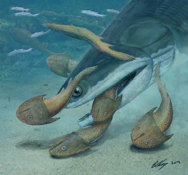 ���·��ֵĶ۳ݺ���㣨Megamastax amblyodus����ԭͼ
