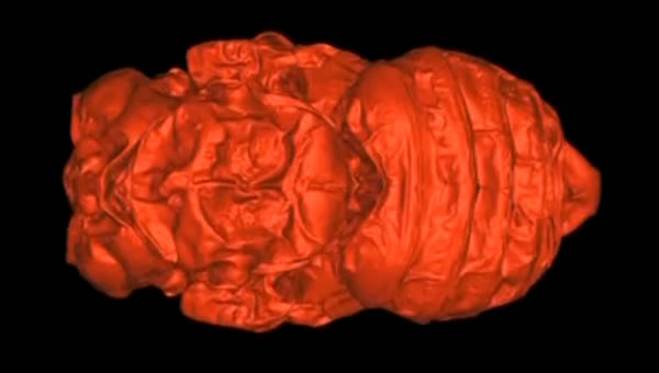 ������ѧ��ͨ���о�������������ӵ���Ҷ��Ӽ��ʯ̽Ѱ����ʱ����������仯