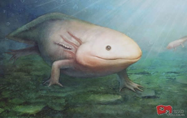 �����ܿ��ܼ�����������󲿵�Ƥ�����������β�λ����ʳѪҺ����Һ������Ϊ٪�޼͵�ˮ�С���Ѫ������