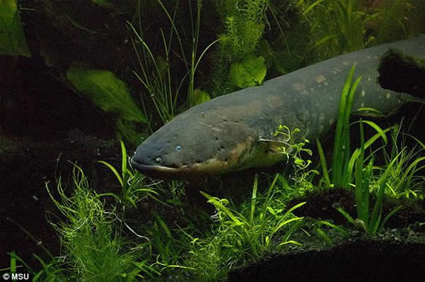 最新研究揭示电鳗首次进化形成带电能力源自2亿年前