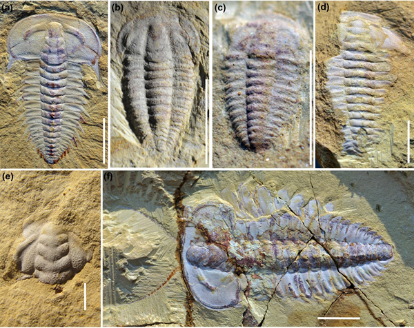 �·��ֵ�5.3����ǰ����Ҷ�滯ʯ