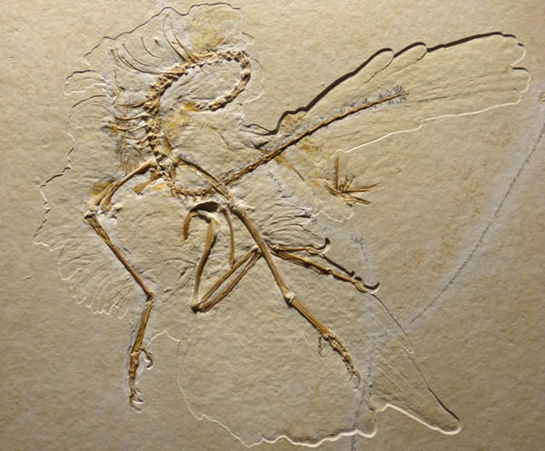µʼArchaeopteryx