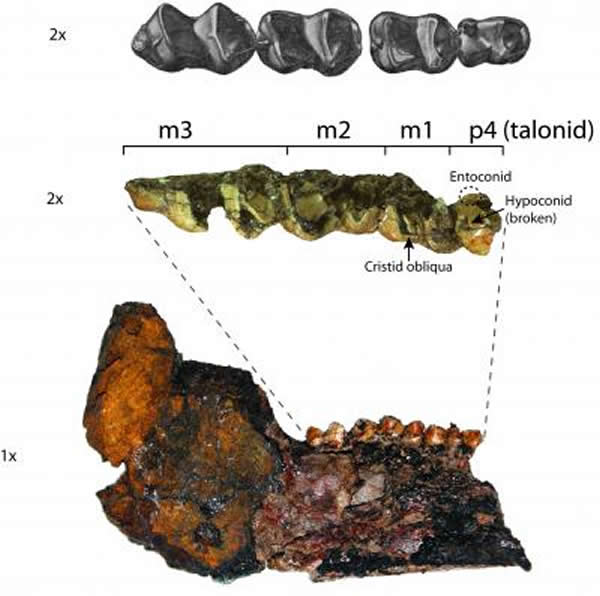 Heptodon的牙齿和下颌化石