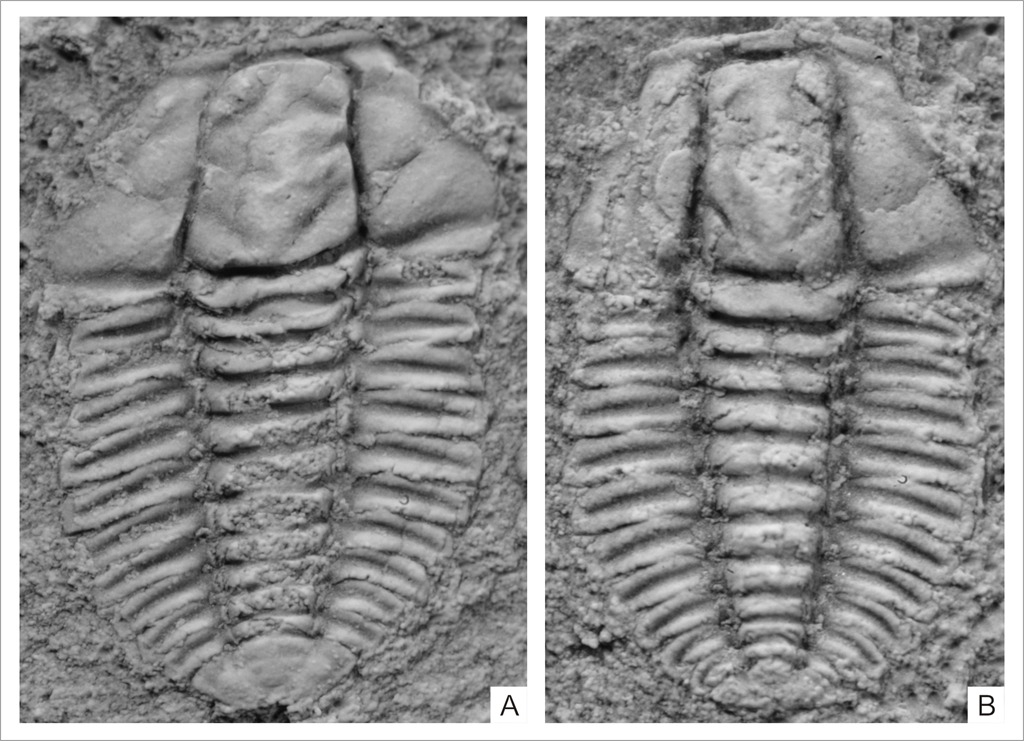 ���κ���ͷ�滯ʯ����