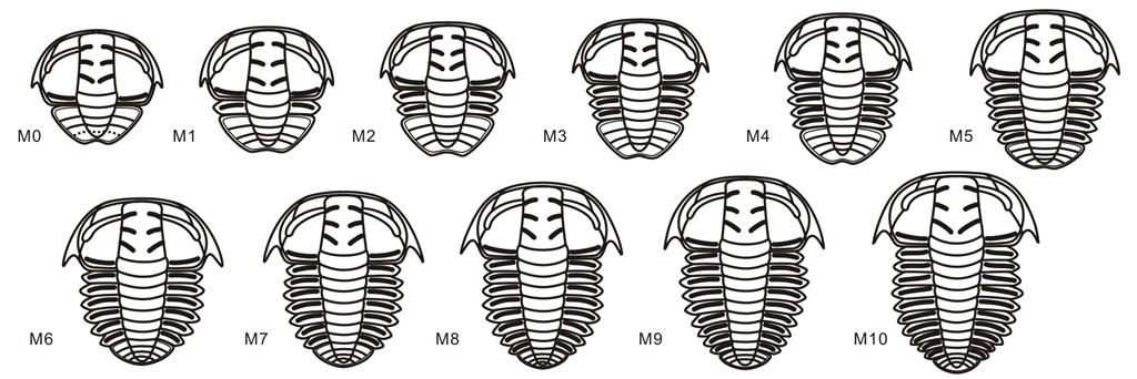 ���κ���ͷ�淢�����и�ԭͼ