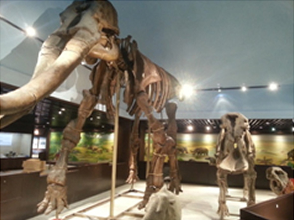 中国古动物馆定于2014年7月12日重新开馆