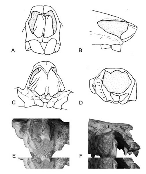 ���� (a)��(b) , �������� (c) �͹���������ǲ�(d��f)(���ؿ���ͼ)