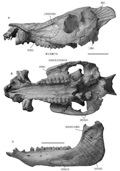 ����������ǲ�����;׽���(���ؿ���ͼ)