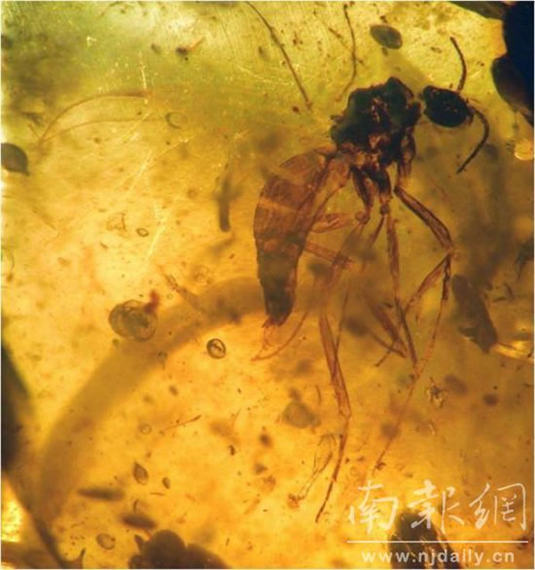 �ڸ�˳�����з��ֵ�˫��Ŀ����