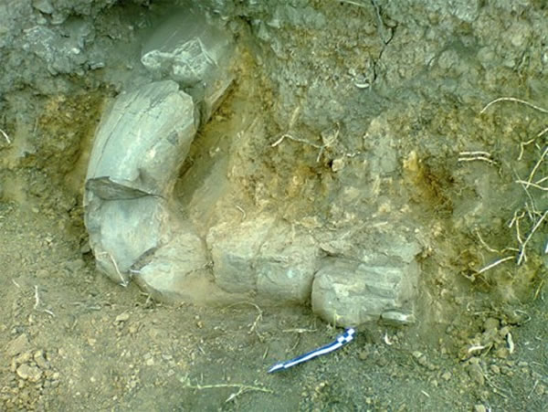 ī���翼��ѧ������������з���1.2����ǰ�ĳ�ë������ʯ