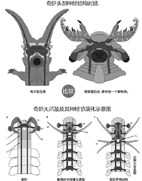 �״ν�ʾ�ν����ﻯʯȺ�е���Ϻ���񾭽ṹ����