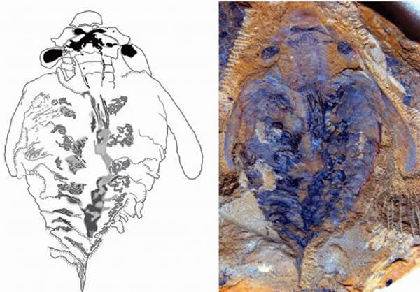 5����ǰ�������������ʳ����Ĵ��Ի�ʯ������