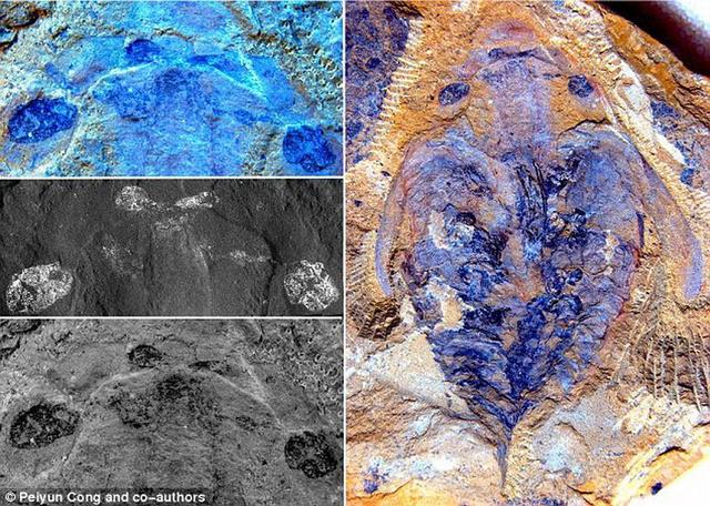 �ν���ʯȺ�е���ϺΪ��֫������Դ����ͷ���ֽڵ��ݻ��о��ṩ֤��