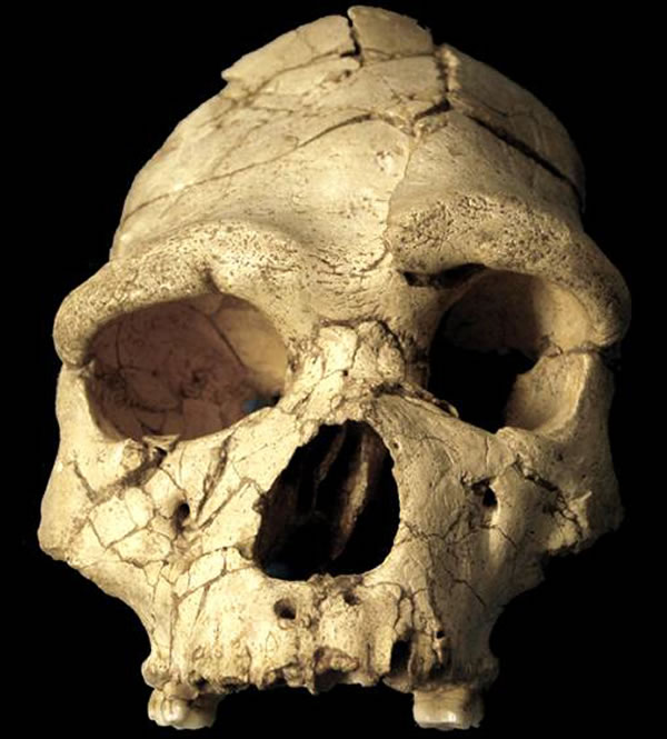 海德堡人是否存在成古人类学界最大争论