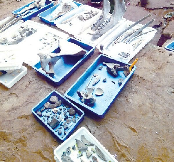 ����ľ�׹���ַ������ëϬ��ʯ