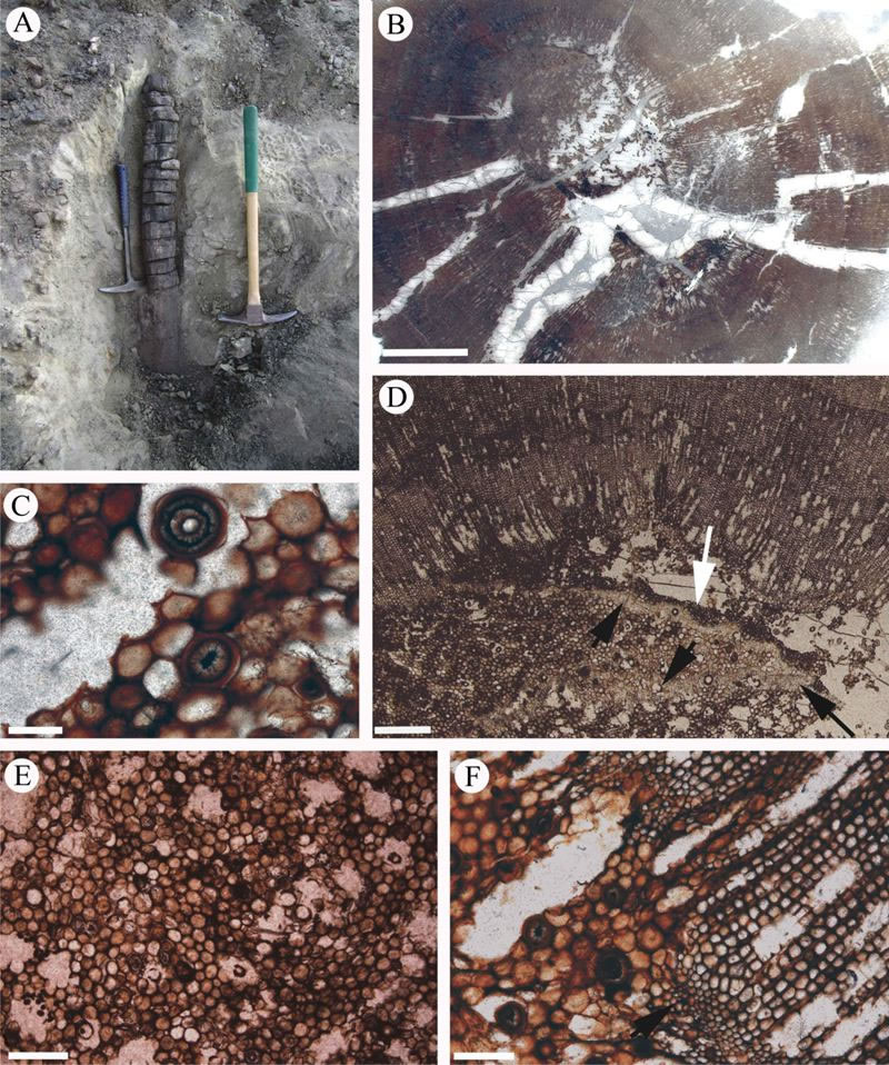 ��³��-������ط��ֶ�����ʱ��ľ��ʯ�����֡���˹�Ͼ߸�����ľ