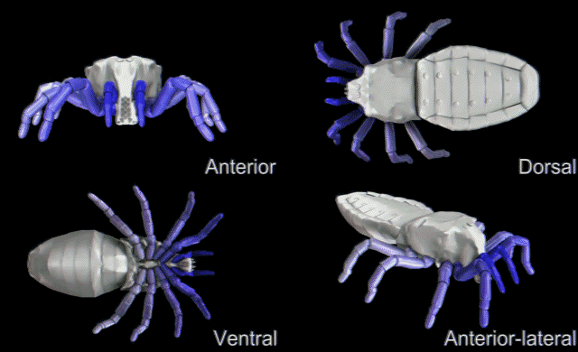 远古蛛形纲动物Palaeocharinus的复原图