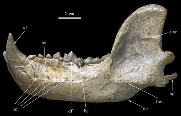 �����������ǲ��棨���ι�ͼ��