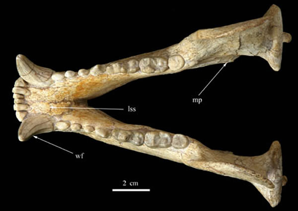 �����������ǹ��棨���ι�ͼ��