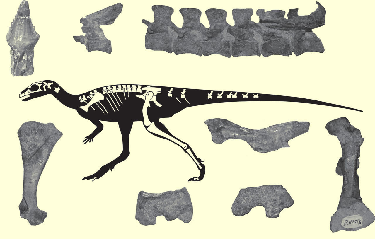 ί��������������(Laquintasaura venezuelae)��ʯ�͹���ͼ