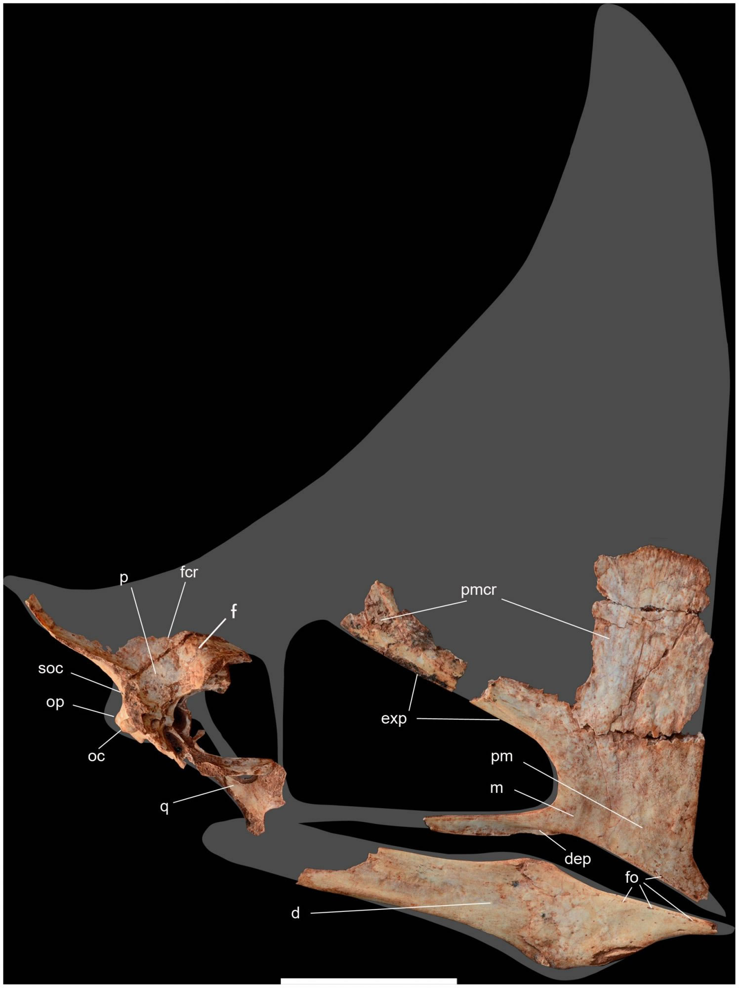 ����8000����ǰ����������Caiuajara dobruskii��ʯ