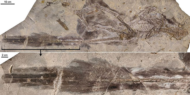 ���������µ�����ë������ʯ�����ϳ��������