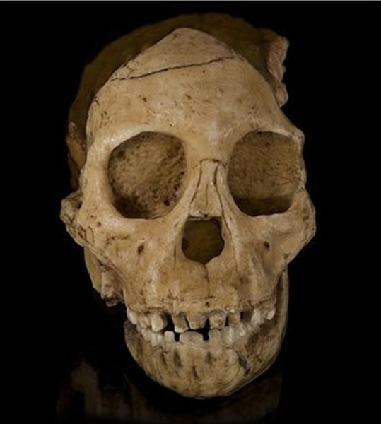 最新研究显示300万年前汤恩幼儿头骨中不存在软颅组织