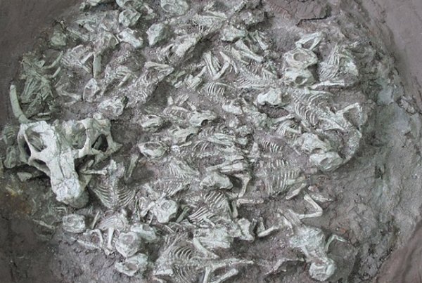 �о����ֿ���Ҳ��ר�ŵı�ķ��ɫ����������