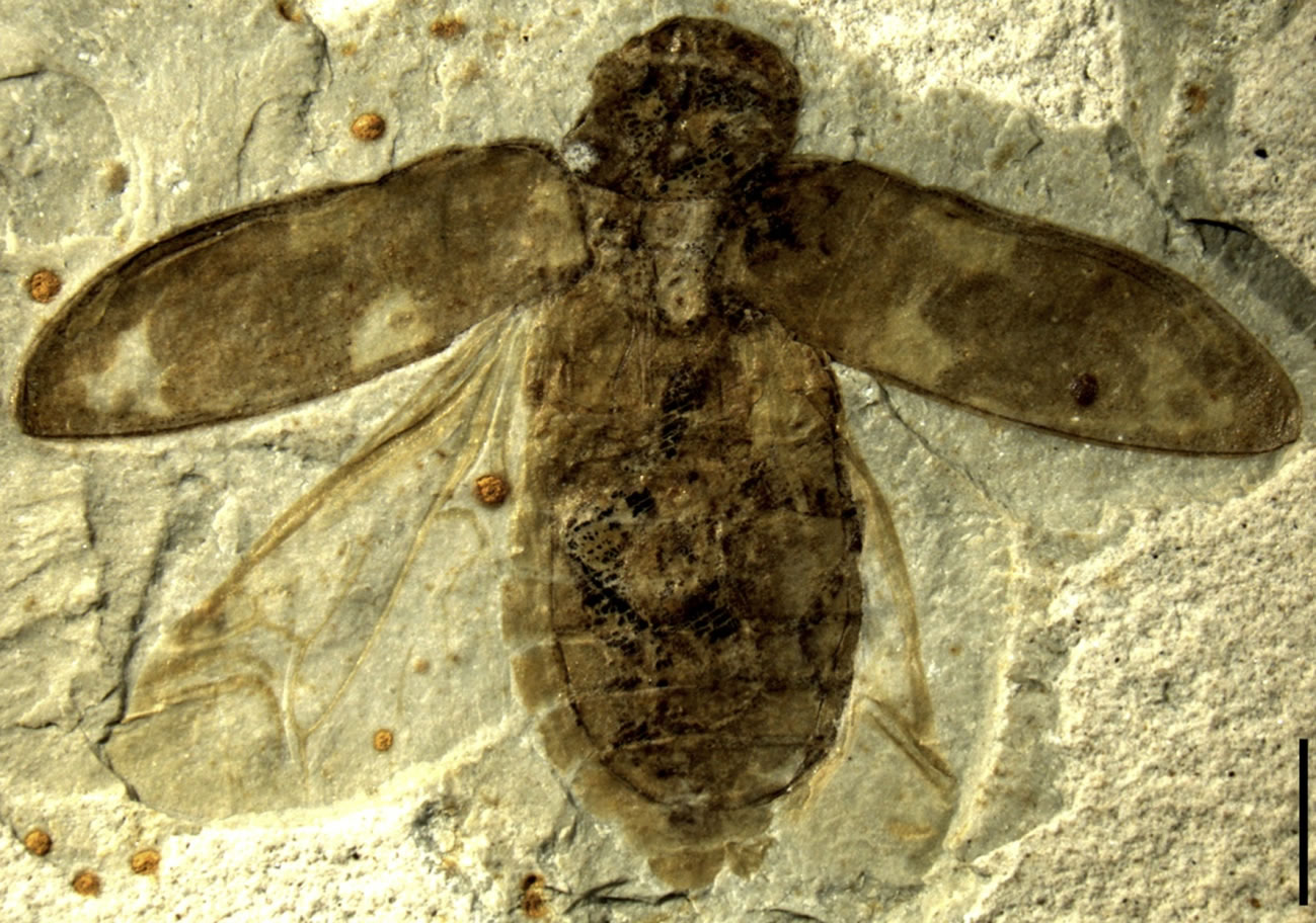 �����α������ʯ