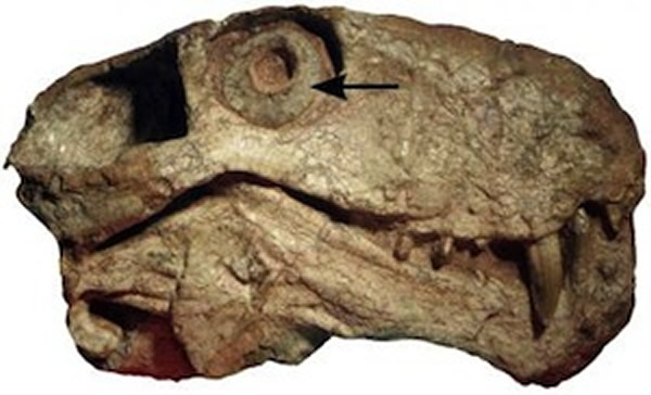 ���鶯����Զ��ʱ�ڵĽ�����һȺ��ҹè�ӡ�