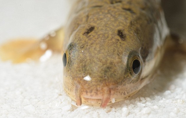 �����ϷǶ������о�4����ǰ�Ŵ���������ϰ���������ӵ����֫