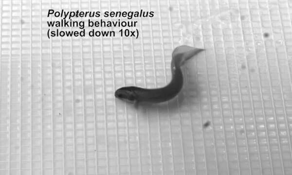 ��������½����Ҳ���߶�