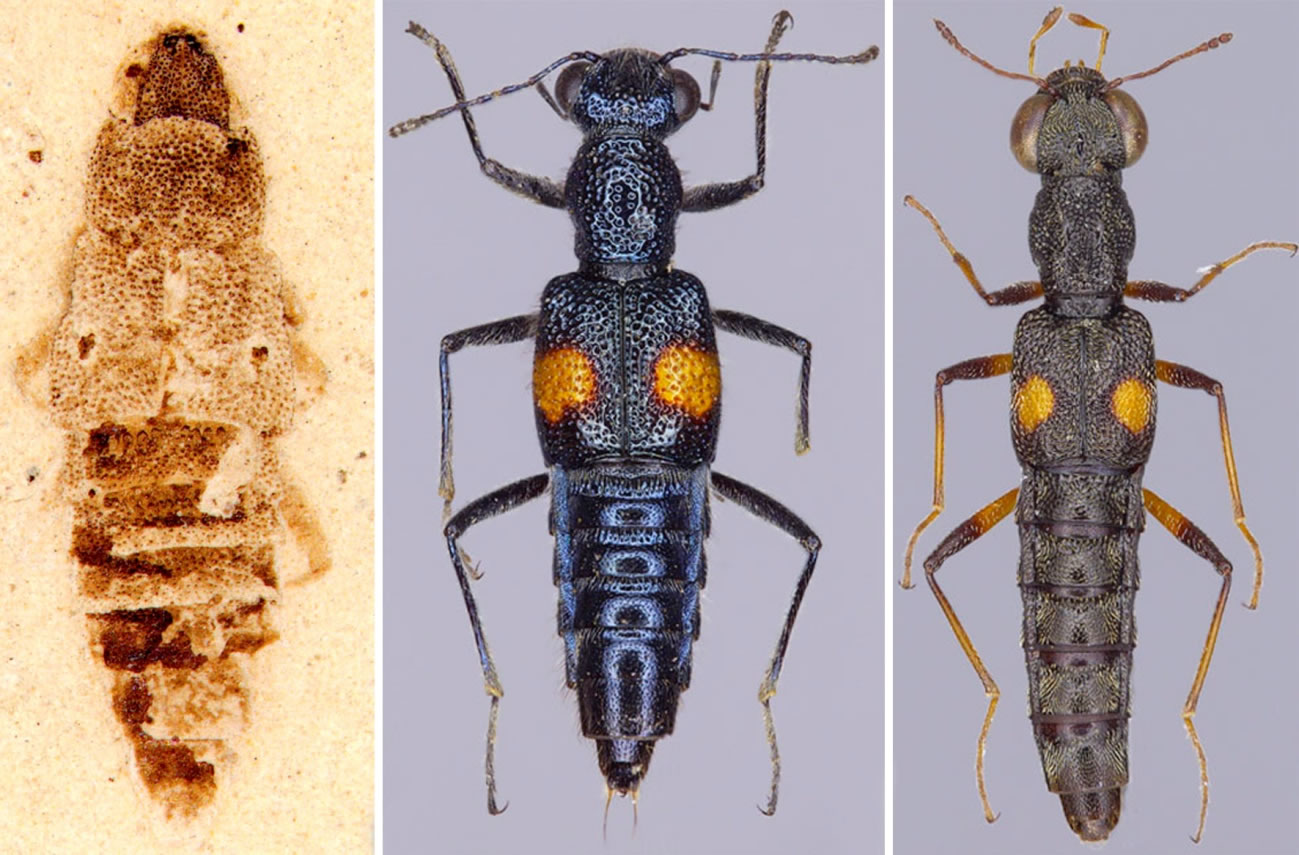 ��ʯͻ�������Eocenostenus���󣩺�������ë����������У���ͻ������������ң��Ա�