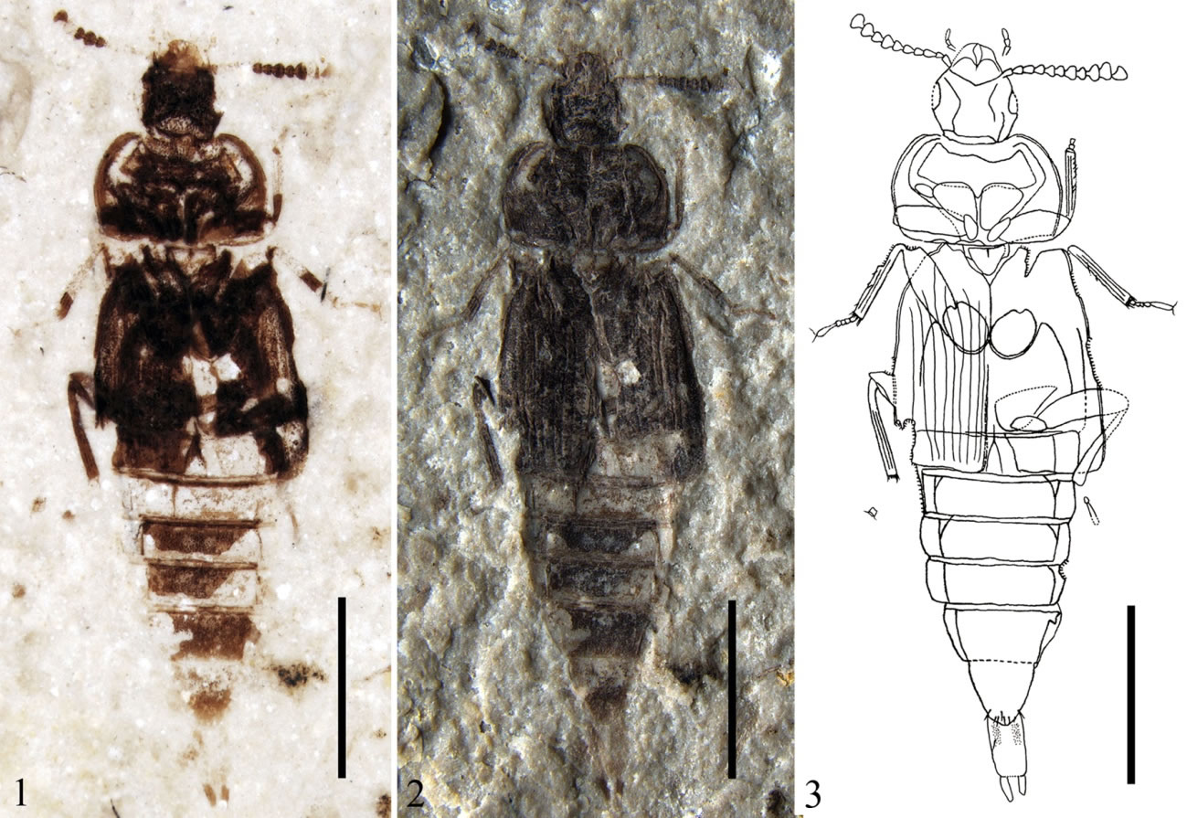 ԭʼ٪�޼������