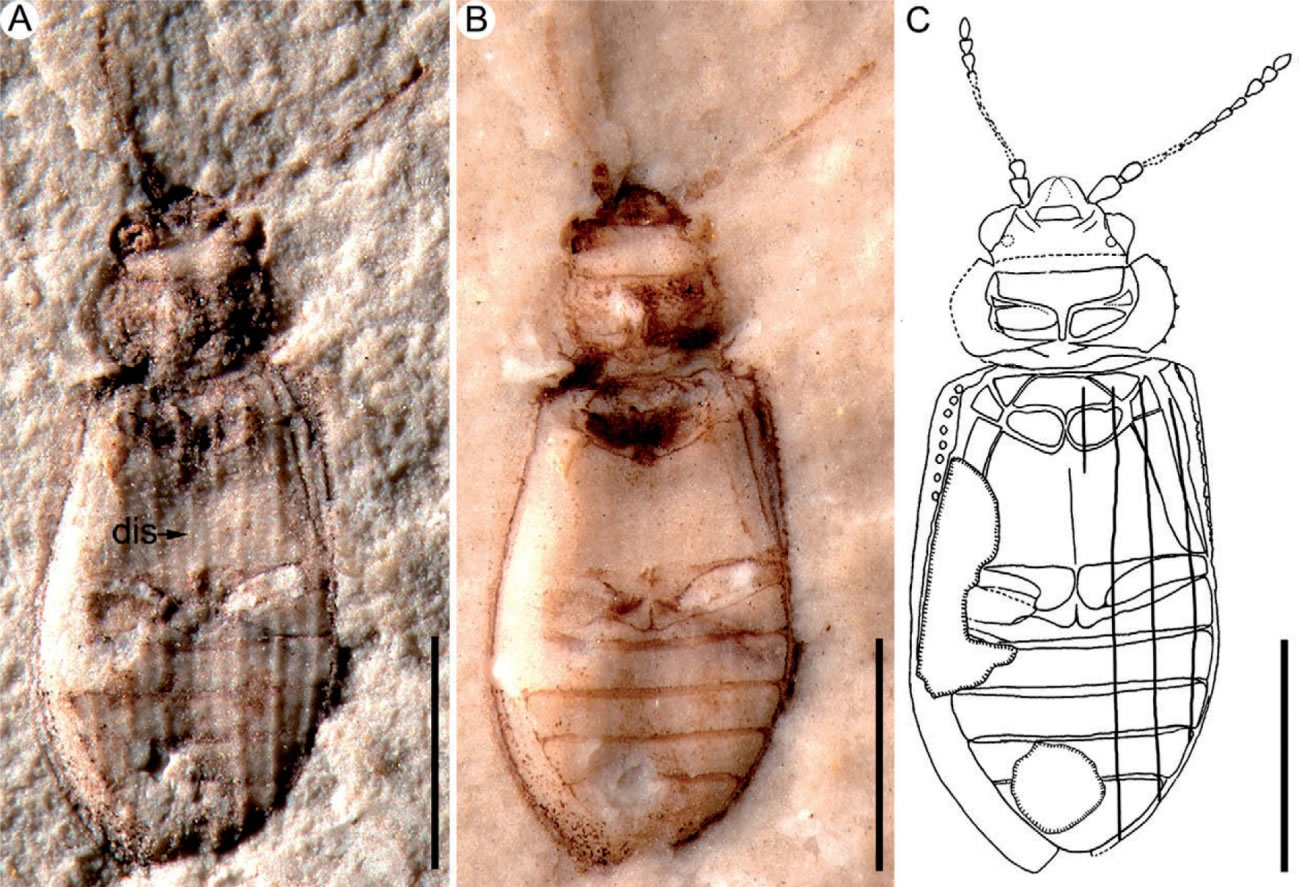 ������α�����滯ʯ