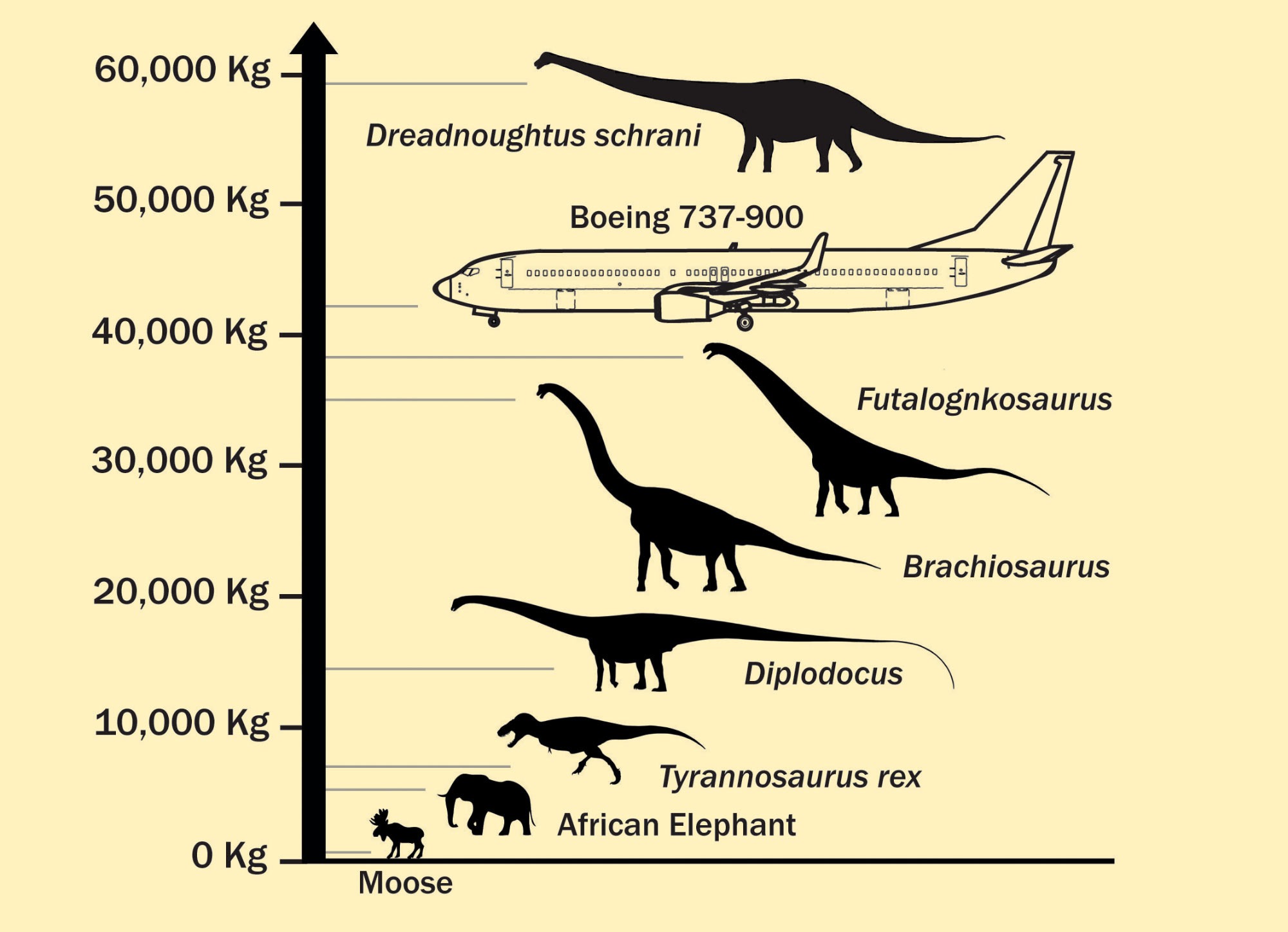 �·��ֵĿ�������η����Dreadnoughtus schrani�����������ڵ��������ߵ������