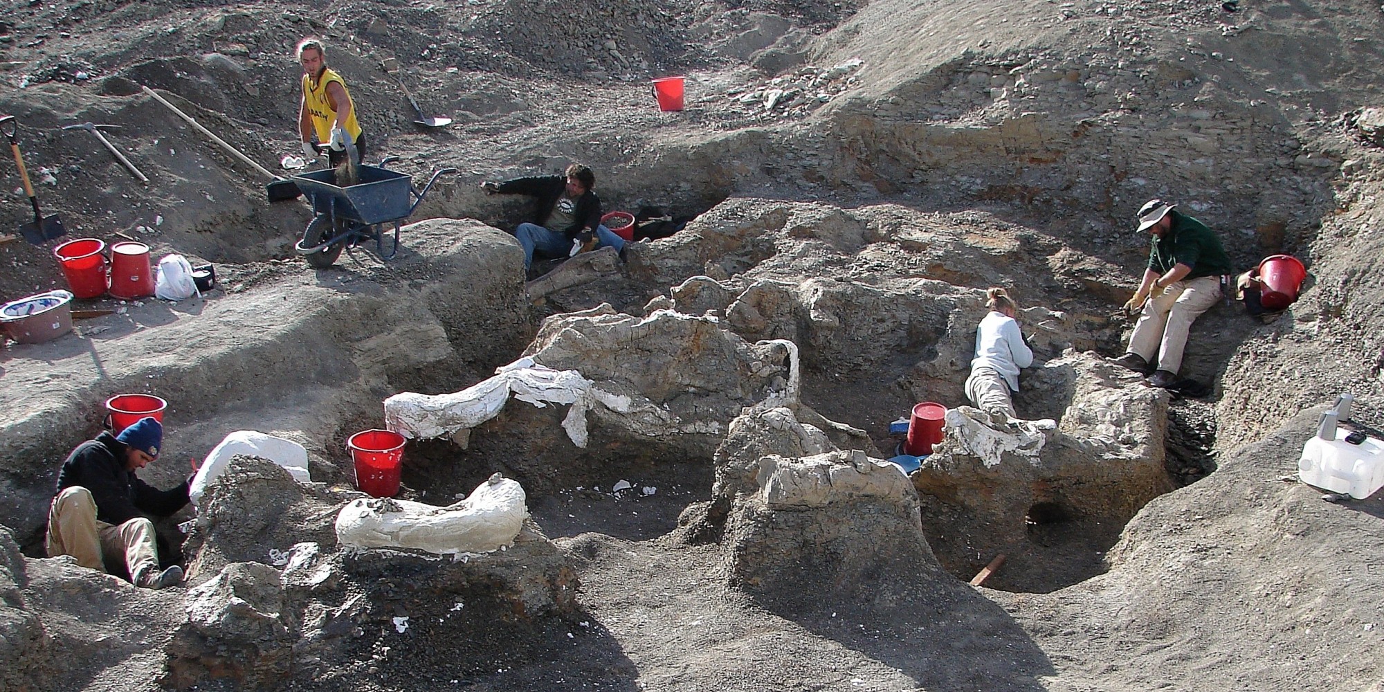 �·��ֵĿ�������η����Dreadnoughtus schrani�����������ڵ��������ߵ������