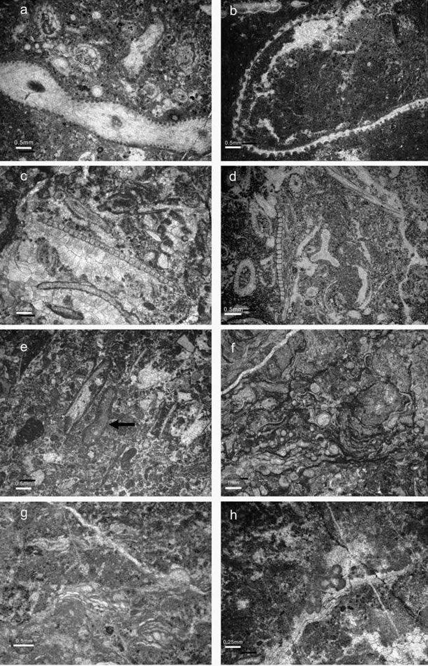 塔里木盆地巴楚地区晚奥陶良里塔格组主要造礁生物