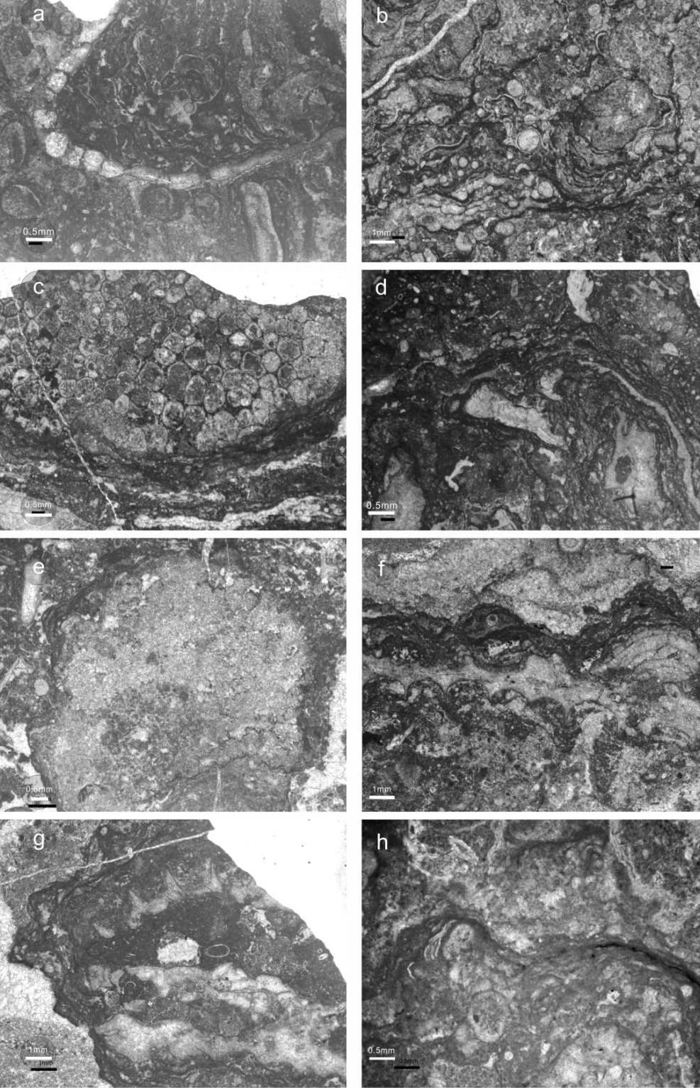 塔里木盆地巴楚地区晚奥陶世良里塔格组主要礁灰岩类型