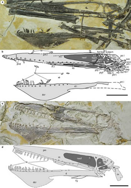 �������������������ͣ�IVPP V18199���͹���걾��IVPP V18046��ͷ�ǱȽϣ������ֹ�ͼ��