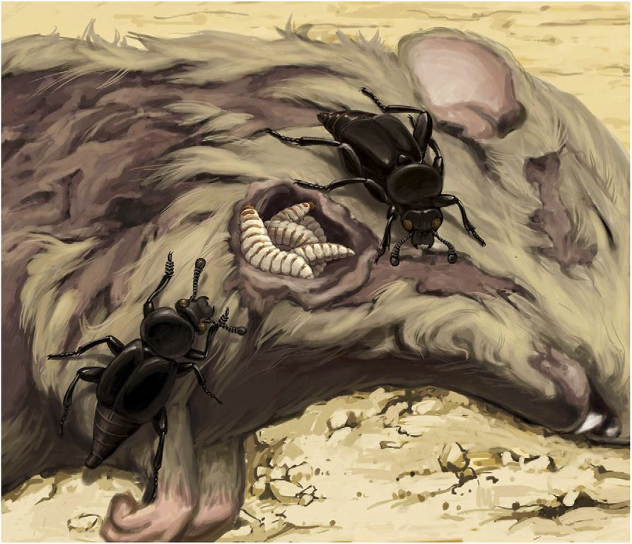 �����������̬��ԭͼ