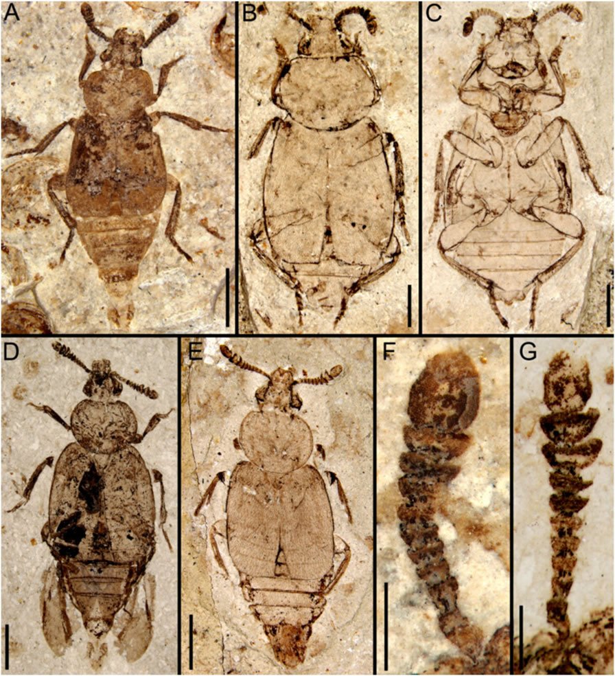 ��٪��������������Ⱥ�е���׻�ʯ