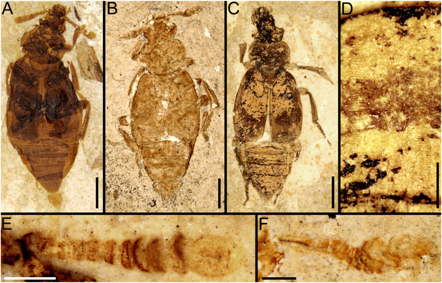 ��������Ⱥ�����Ⱥ����׻�ʯ