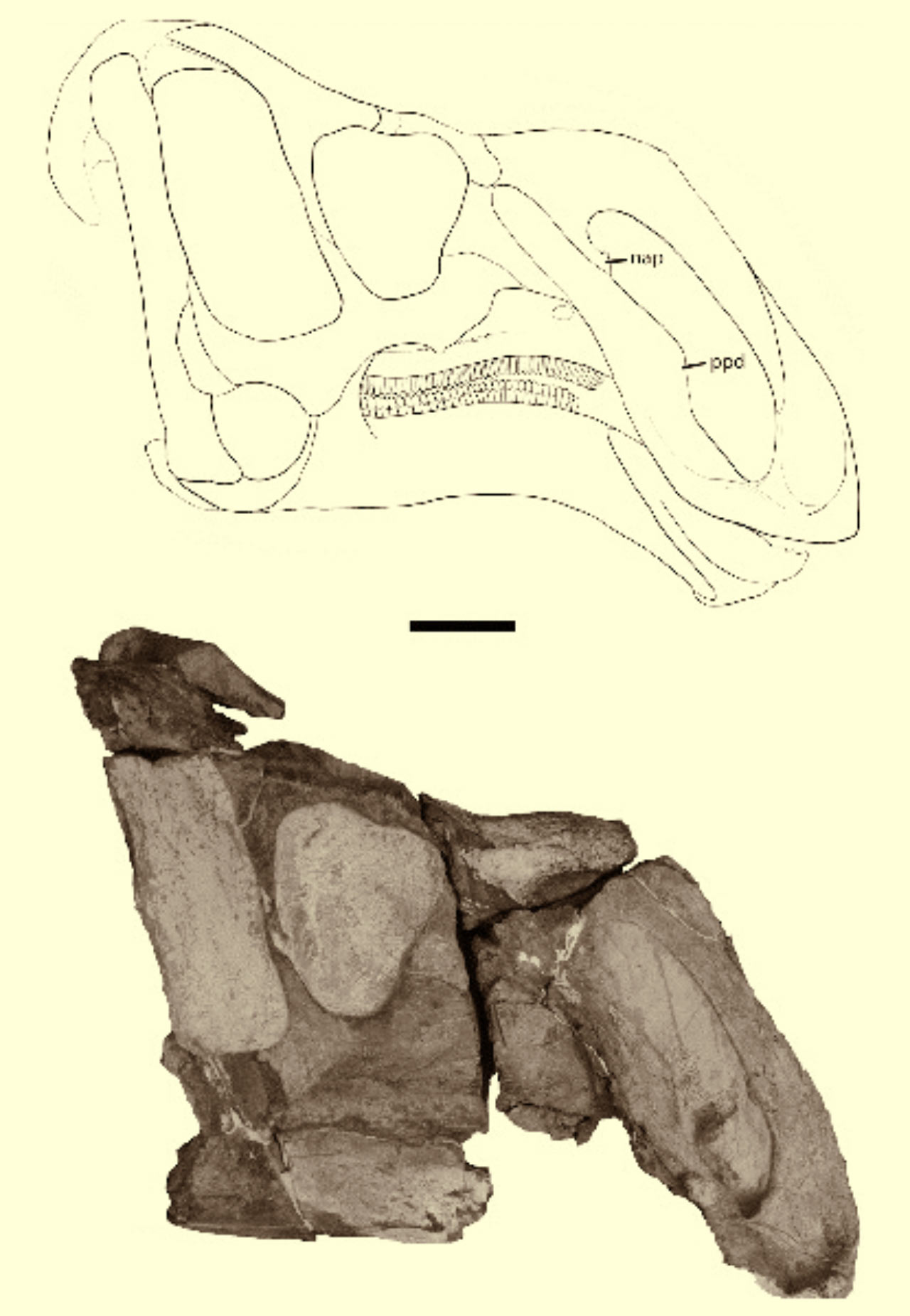 中部发现大鼻子恐龙--鼻王龙 - 中国化石网