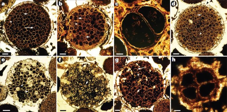 ����ϸ�����ѽṹ��Megaclonophycus״��ʯ����ʾ�ڲ�ϸ����ʼ���ַֻ�����