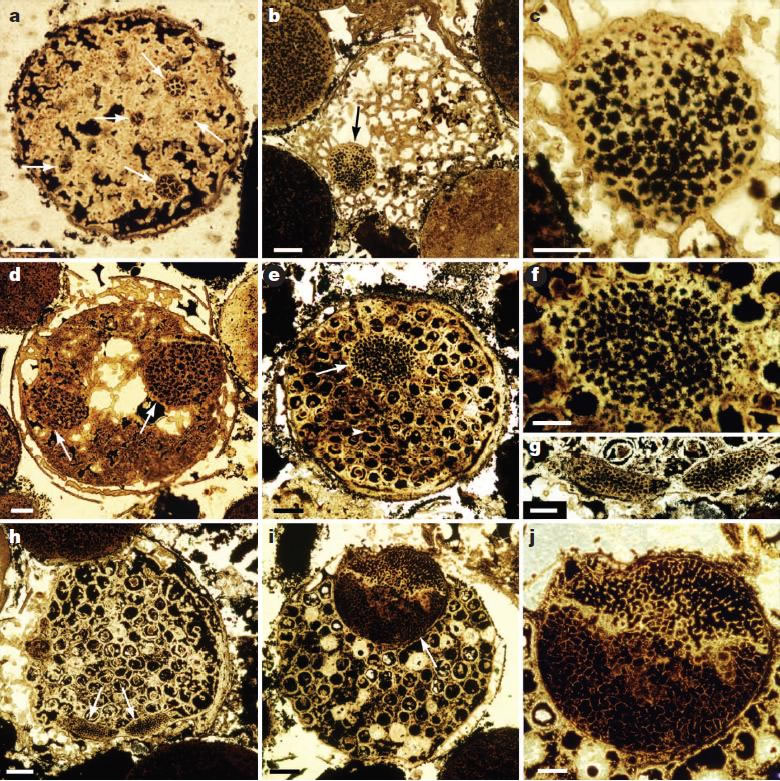 ������ϸ���ṹ�����޽ṹ����Megaclonophycus״��ʯ����ʾϸ���ֻ������������������������ڲ��γ�ϸ���š�